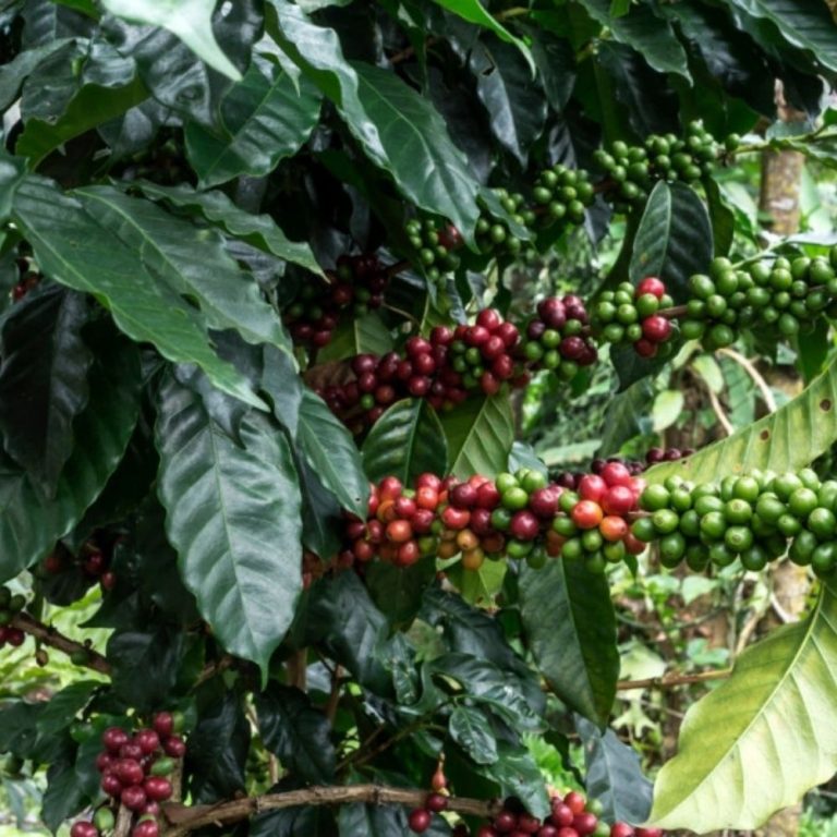 FURTOS DE CAFÉ DIRETO DA LAVOURA AUMENTAM