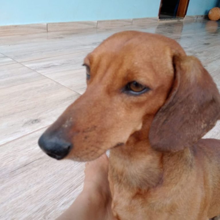 FAMÍLIA PROCURA CACHORRINHO DESAPARECIDO