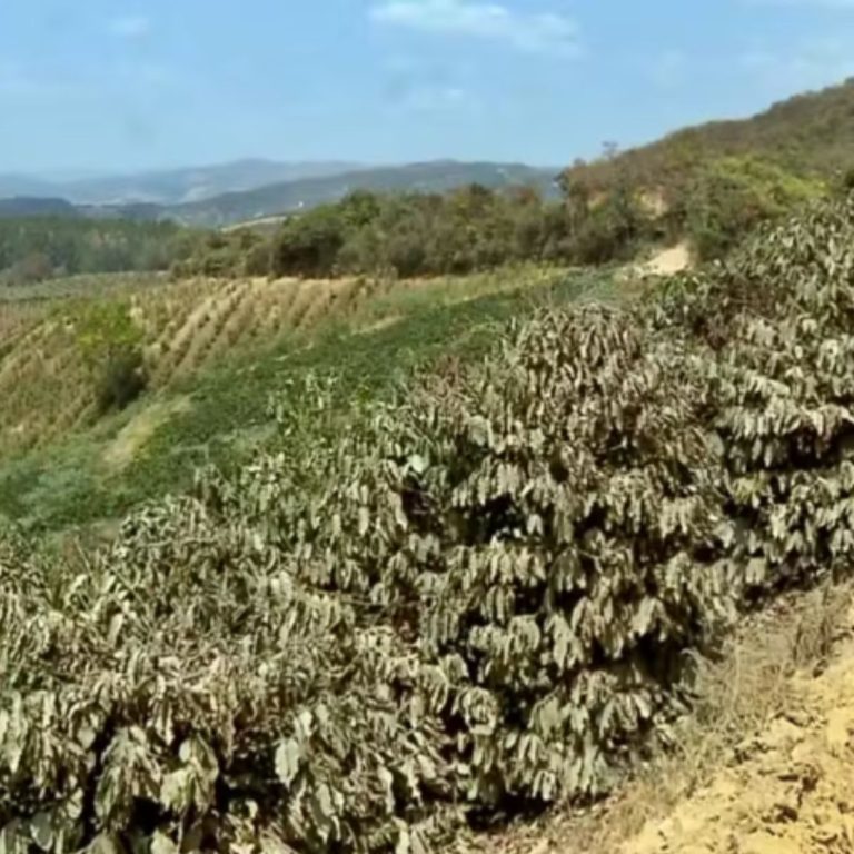 LAVOURAS DE CAFÉ SÃO QUEIMADAS PELO FOGO